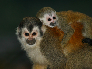 Endangered but Curious Evening Visitors - Photo by Eric Wolfe