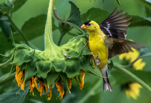 Enjoying a Sunflower - Photo by Libby Lord