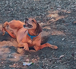 Enjoying The Hole I Dug - Photo by Marylou Lavoie