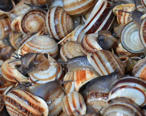 Escargots - Photo by Louis Arthur Norton