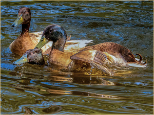 Establishing the pecking order - Photo by Frank Zaremba MNEC