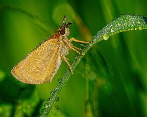 European Skipper at First Light - Photo by John McGarry