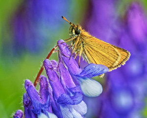 Salon 1st: European Skipper on Blue Vetch by John McGarry