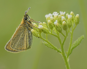 European Skipper on Yarrow by John McGarry