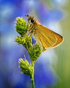 European Skipper Sitting Pretty - Photo by John McGarry