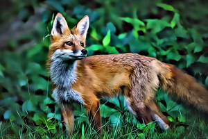 Evening Visitor - Photo by Jeff Levesque