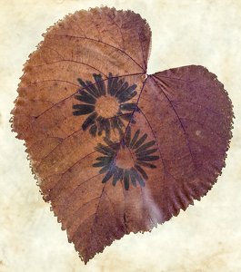 Exposed on a leaf in the sun - Photo by John Parisi