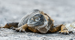 Eye contact - Photo by Bert Sirkin