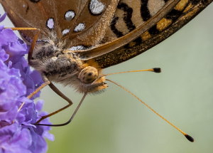 Eye of the Butterfly - Photo by Eric Wolfe