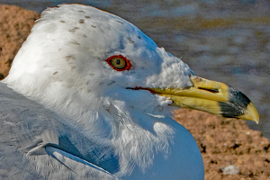 Eye See You - Photo by John Clancy