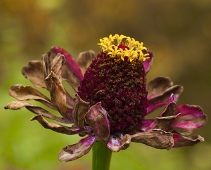 Faded Zinnia - Photo by Quyen Phan