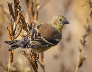 Fading colors - Photo by Merle Yoder