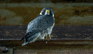 Falcon under the bridge - Photo by Libby Lord