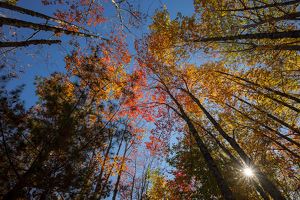 Fall color Acadia NP - Photo by Robert McCue