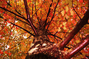 Fall in New York - Photo by Harold Grimes