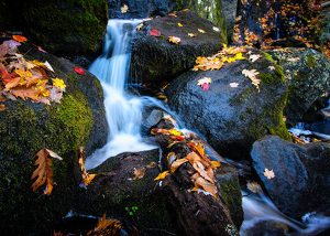 Fall in the Burlington Woods - Photo by Bill Payne