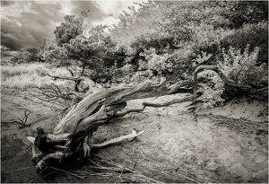 Fallen Cedar - Photo by Eric Lohse