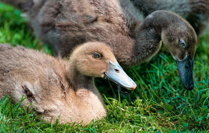 Family Time - Photo by Mary Anne Sirkin