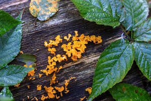 Fan Shaped Jelly fungus - Photo by Robert McCue