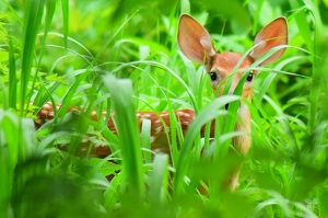 Class B HM: Fawn in the Grass by Nick Bennett