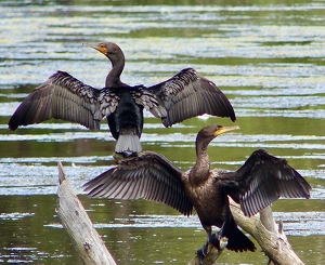 Class B 2nd: Fear the Cormorants by Gary Gianini