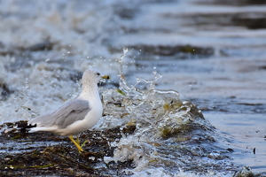 Class B HM: Fearless Gull by Nick Bennett