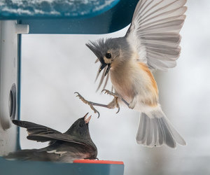 Feathered Friends' Feeder Fracas - Photo by John Straub