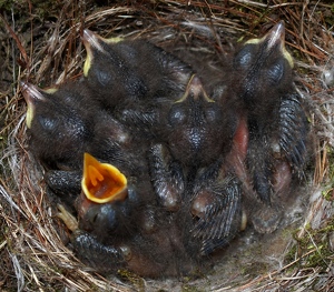 Feed Me - Photo by Bill Latournes