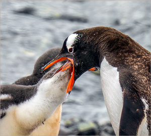 Feeding the Big Baby - Photo by Susan Case