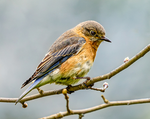 Female eastern blue bird - Photo by Frank Zaremba MNEC