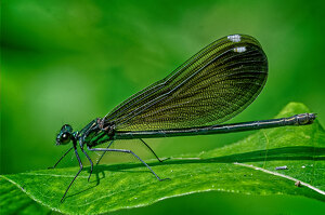 Female Ebony jewelwing - Photo by John McGarry