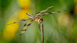 Female Halloween Pennant - Photo by John McGarry