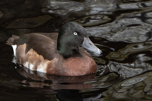 Female Immature Tufted Duck - Photo by René Durbois