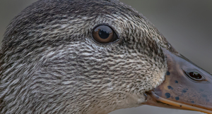 Female Mallard Close Up - Photo by Merle Yoder