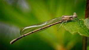 Female Violet Dancer - Photo by John McGarry