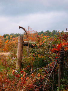 Fence Post - Photo by Kristin Long