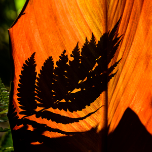 Fern Shadow - Photo by Frank Zaremba MNEC