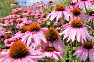 Field of Flowers - Photo by Charles Hall