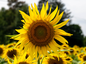 Field of Sunflowers - Photo by Amy Keith