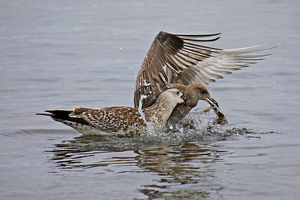 Fighting Over Diner - Photo by Bill Latournes