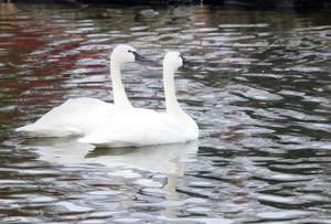 First date of Mating Season - Photo by Harold Grimes