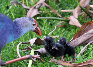 First morsels - Photo by Ron Thomas