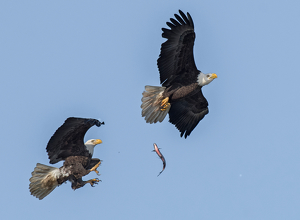 Fish Fight in the Sky - Photo by Libby Lord