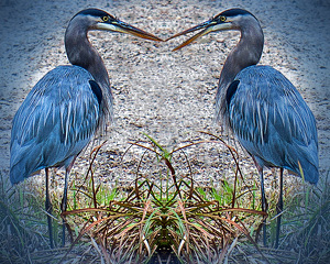 Fish For Dinner Again? - Photo by Dolph Fusco