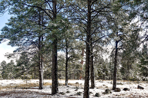 Flagstaff Winter - Photo by John Clancy