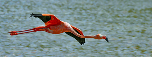 Flamingo Airlines - Photo by Eric Wolfe