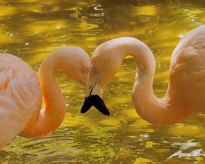 Flamingo curves - Photo by Quyen Phan