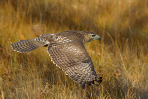 Class B HM: Flight over the Hammo marsh by Jeff Levesque