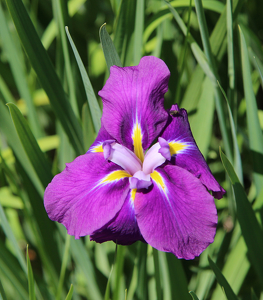 Floating Iris - Photo by Harold Grimes