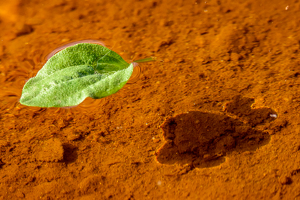 Floating Leaf on a puddle - Photo by Aadarsh Gopalakrishna